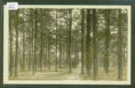 PINEHURST - THROUGH THE PINES    - TB - Sonstige & Ohne Zuordnung