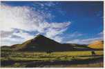 China - Tibet - Morning's View Of Grassland, Yak, Nagqu Prefecture - Tíbet