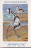 Carte Maximum CM PAYS-BAS 1961 - Oiseau AVOCETTE - Holland Bird Maxi Card -  Vogel Maxikarte - Storchenvögel