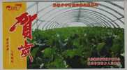 Green Non-pollution Vegetable In Polytunnel Greenhouse,CN 09 Zhangcun New Year Greeting Advertising Pre-stamped Card - Legumbres