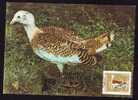 Bird "Otis Tarda":MAXIMUM CARD, 1989, – Carte Maximum, Maxi Card, Romania. - Cigognes & échassiers