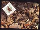 Bird "Scolopax Rusticola":MAXIMUM CARD, 1998, – Carte Maximum, Maxi Card, Romania. - Ooievaars