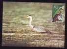 Bird "Ardea Cinerea":MAXIMUM CARD, 2006, – Carte Maximum, Maxi Card, Romania. - Storks & Long-legged Wading Birds