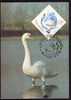 Bird "Cygnus Olor":MAXIMUM CARD, 1984, – Carte Maximum, Romania. - Swans