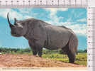 RHINOCEROS NOIR  -  Afrique -  N°  2AF 79 - Rinoceronte