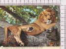 LION    -  Afrique -  N°  2AF 67 - Leeuwen