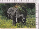 ELEPHANT   -  Afrique -  N°  2AF 34 - Olifanten