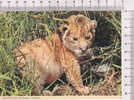 LIONCEAU     -  Afrique -  N°  2AF 68 - Lions