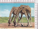 LA GIRAFE    -  Afrique -  N°  2AF 117 - Girafes