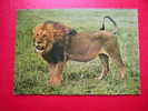 CPSM -THEME ANIMAUX- LION-LEEUW-LÖWE-ATTENTION CARTE AVEC DES PLIS ,DONC ETAT MOYEN - Leones