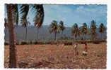JAMAIQUE  Harvesting Sugar Cane - Jamaica