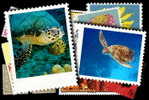 Turtle ,                                                       (A01-013) - Tortues