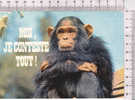 SINGE  -  Carte Humoristique -  Moi, Je Conteste Tout ! - N° 8001 - Monkeys