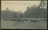 94 LE PLESSIS TREVISE / Vaches De La Ferme De La Place De L'Eglise / - Le Plessis Trevise