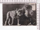 LIONS - N°  1806 - Leones