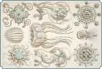 Mint Illustrateur Animal Facaleph Acalephe Aurelia Jelly Fish Medusa Seajelly Card 0625 - Fish & Shellfish