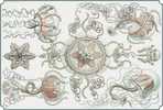 Mint Illustrateur Animal Facaleph Acalephe Aurelia Jelly Fish Medusa Seajelly Card 0625 - Fische Und Schaltiere