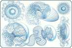 Mint Illustrateur Animal Facaleph Acalephe Aurelia Jelly Fish Medusa Seajelly Card 0625 - Vissen & Schaaldieren