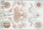 Mint Illustrateur Animal Facaleph Acalephe Aurelia Jelly Fish Medusa Seajelly Card 0625 - Fische Und Schaltiere