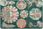Mint Illustrateur Animal Facaleph Acalephe Aurelia Jelly Fish Medusa Seajelly Card 0625 - Poissons Et Crustacés