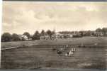 (4) - Old Great Britain Postcard - Carte Anciennde Grande Bretagne - Lyndhurst - Cows - Sonstige & Ohne Zuordnung