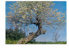 POrtugal Cor 5654 – FIGUEIRA DE CASTELO RODRIGO - AMENDOEIRAS EM FLÔR - ALMOND TREE - Guarda