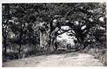 NIKKI Baobabs Sur La Route - Dahome