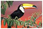 Bird Parrot   , Postal Stationery -- Articles Postaux -- Postsache F     (A11-001) - Parrots