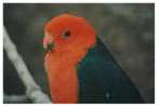 Bird Parrot   , Postal Stationery -- Articles Postaux -- Postsache F     (A11-005) - Papegaaien, Parkieten
