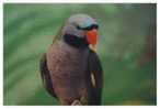 Bird Parrot   , Postal Stationery -- Articles Postaux -- Postsache F     (A11-007) - Parrots