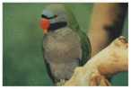 Bird Parrot   , Postal Stationery -- Articles Postaux -- Postsache F     (A11-010) - Parrots