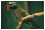 Bird Parrot   , Postal Stationery -- Articles Postaux -- Postsache F     (A11-013) - Pappagalli & Tropicali