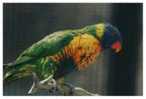 Bird Parrot   , Postal Stationery -- Articles Postaux -- Postsache F     (A11-014) - Parrots