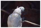 Bird Parrot   , Postal Stationery -- Articles Postaux -- Postsache F     (A11-015) - Parrots