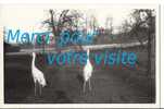 Cp 76 CLERES Vue  ( Zoo , Parc Zoologique , Forêt , Oiseaux  ) Carte Postale Photo Amateur - Clères