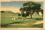 (81) Golf Course Postcard - Carte De Terrain De Golf - Golf