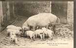 SCENES DE LA VIE NORMANDE UNE BONNE MERE - Varkens