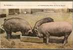 COCHONS / EN BALLADE - Schweine