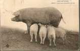 COCHONS / UNE HEUREUSE PETITE FAMILLE - Schweine