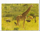 ANIMAUX - GIRAFE - GIRAFFA CAMELOPARDALIS - FLAMME RAMBOUILLET - 1989 - Girafes