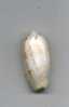 - COQUILLAGE . OLIVA ... ENV. 41mm - Seashells & Snail-shells