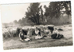 Photo  Toupeau De Moutons    Avec Goupe De Jeunes Femmes - Viehzucht