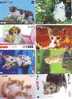 8 Cartes Différentes Avec Des Chats - CHAT CAT 8 Cards - KATZE 8 Karten Katten (26) - Katzen