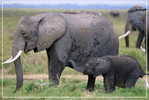 Elephant Eléphant Elefanten ,Postal Stationery -- Articles Postaux -- Postsache F   (A24-002) - Eléphants