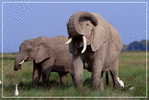 Elephant Eléphant Elefanten , Postal Stationery -- Articles Postaux -- Postsache F   (A24-003) - Elefanti
