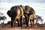 Elephant Eléphant Elefanten , Postal Stationery -- Articles Postaux -- Postsache F   (A24-004) - Eléphants