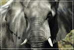 Elephant Eléphant Elefanten , Postal Stationery -- Articles Postaux -- Postsache F   (A24-006) - Elefanti