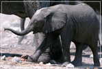 Elephant Eléphant Elefanten , Postal Stationery -- Articles Postaux -- Postsache F   (A24-009) - Elephants