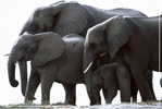 Elephant Eléphant Elefanten , Postal Stationery -- Articles Postaux -- Postsache F   (A24-010) - Elefanten