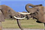 Elephant Eléphant Elefanten , Postal Stationery -- Articles Postaux -- Postsache F   (A24-012) - Elefantes